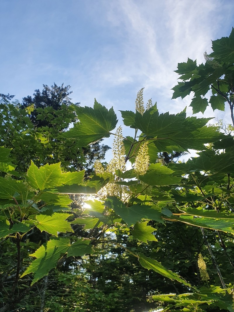 Acer ukurunduense photo 8