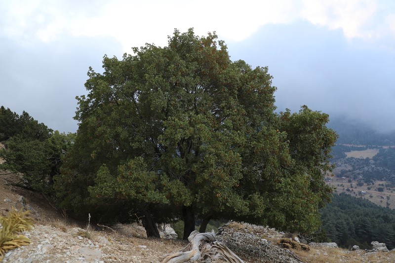 Acer undulatum photo 2