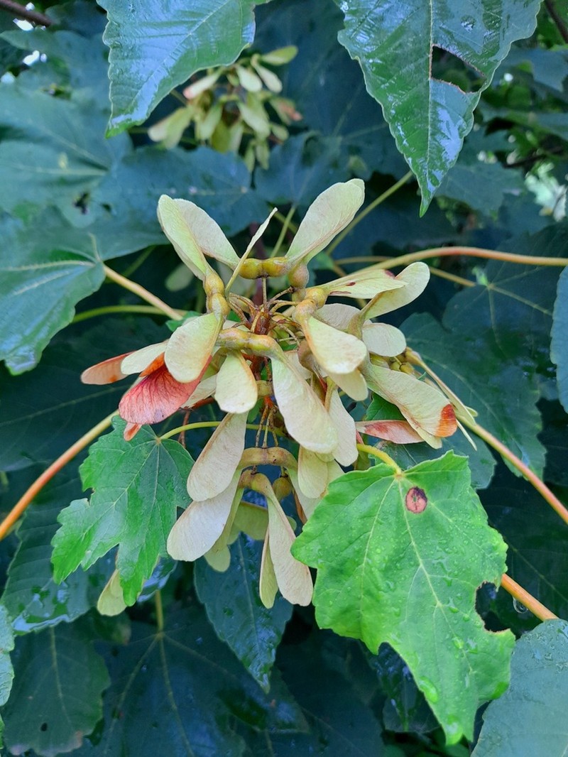 Acer velutinum photo 2