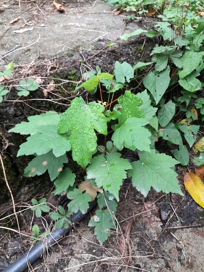 Acer velutinum photo 4