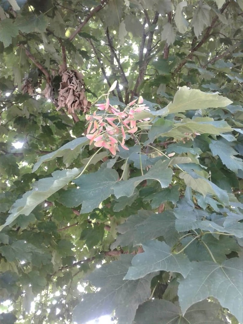 Acer velutinum photo 5