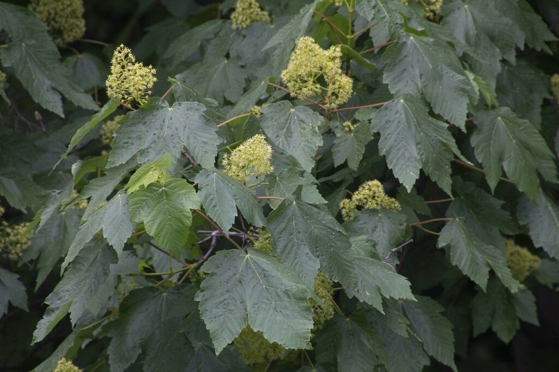 Acer velutinum photo 6