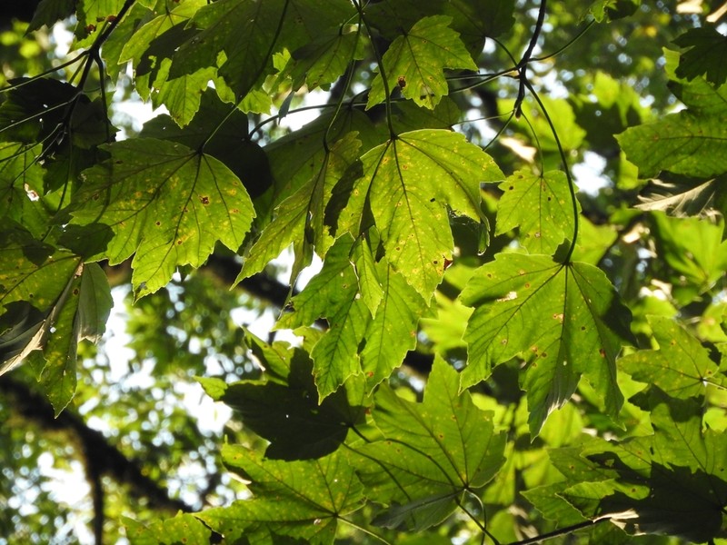Acer velutinum photo 8