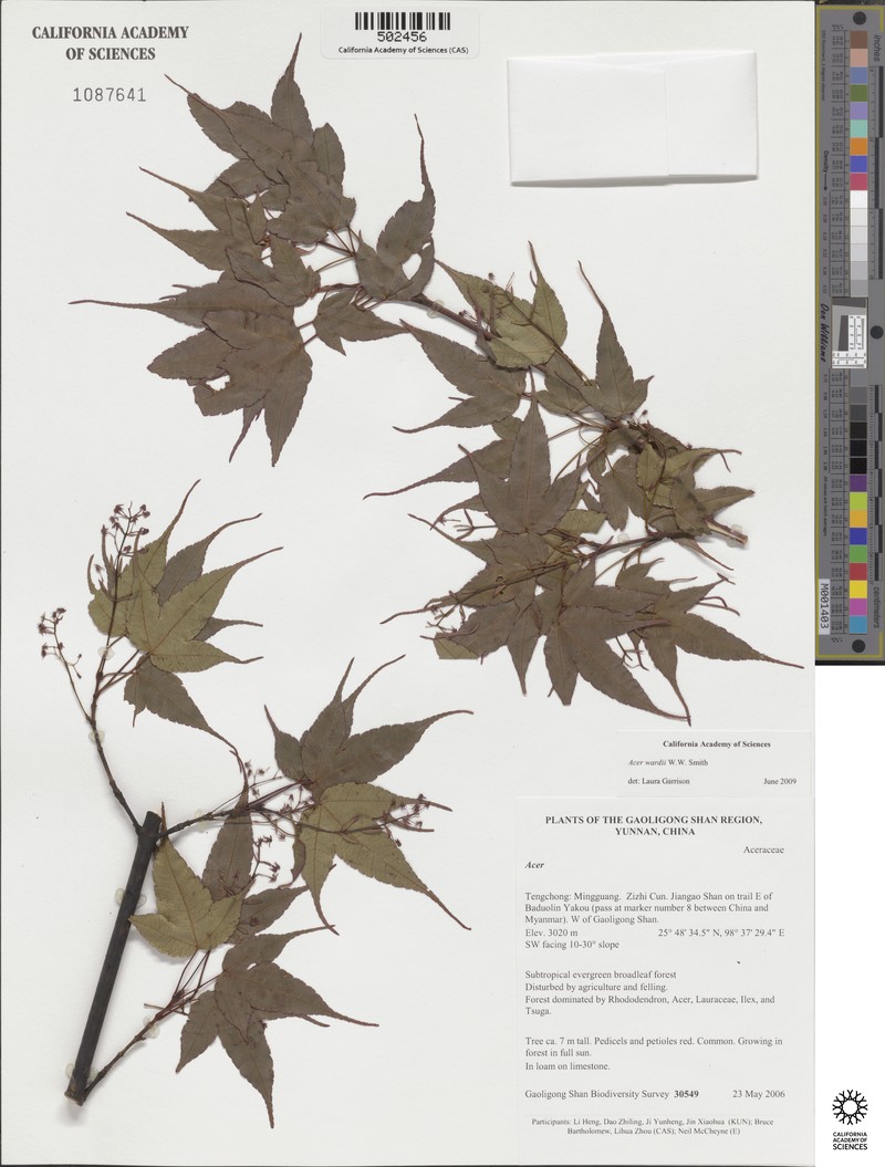 Acer wardii photo 2