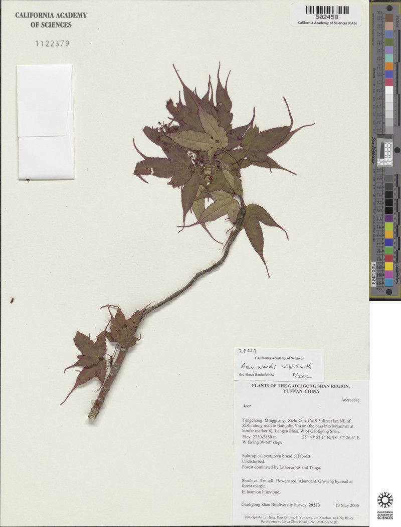 Acer wardii photo 3