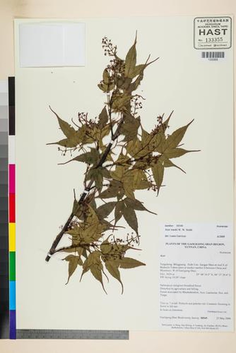 Acer wardii photo 4