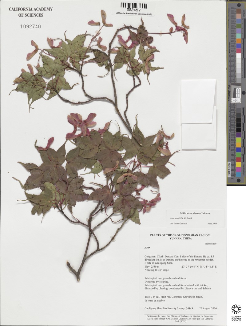 Acer wardii photo 5