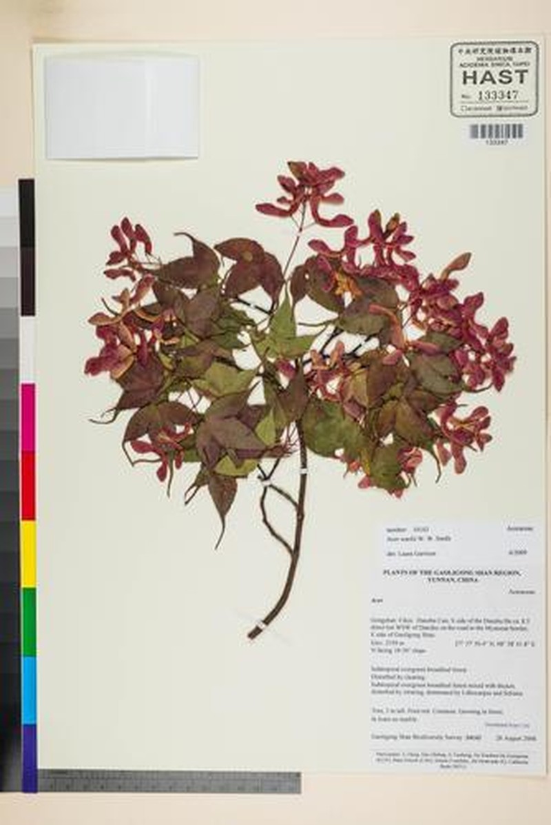 Acer wardii photo 6