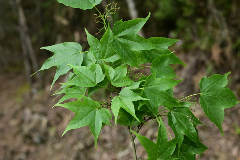 Acer wilsonii photo 2