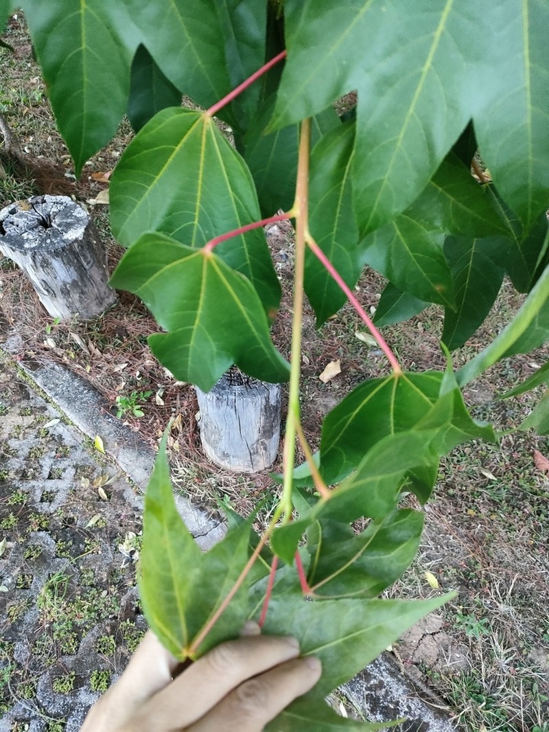 Acer wilsonii photo 3