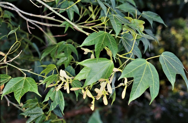 Acer wilsonii photo 5