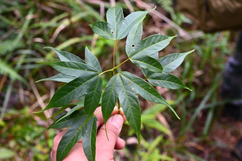 Acer wilsonii photo 6