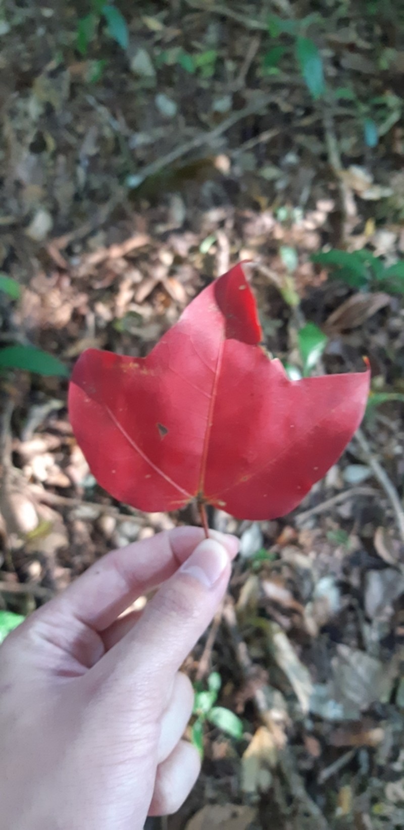 Acer wilsonii photo 7