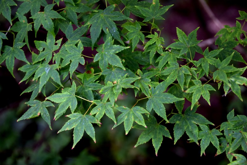 Acer wilsonii photo 8