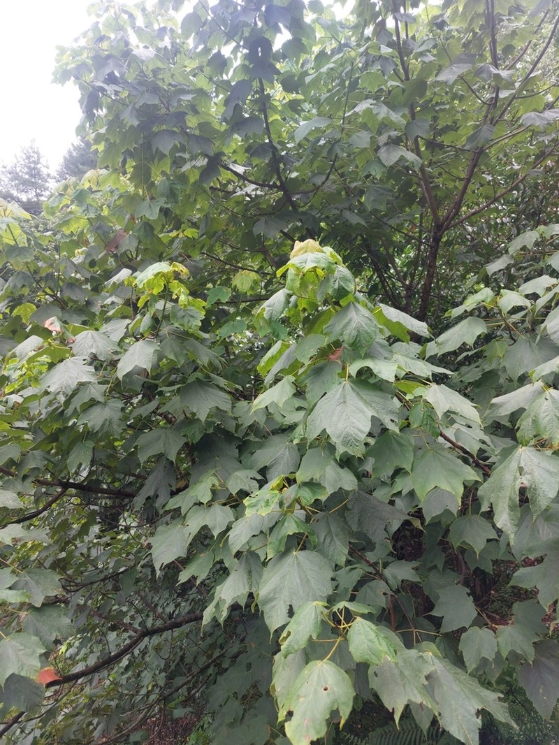 Acer yangbiense