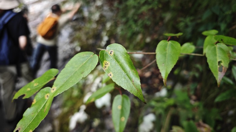 Acer yinkunii photo 7
