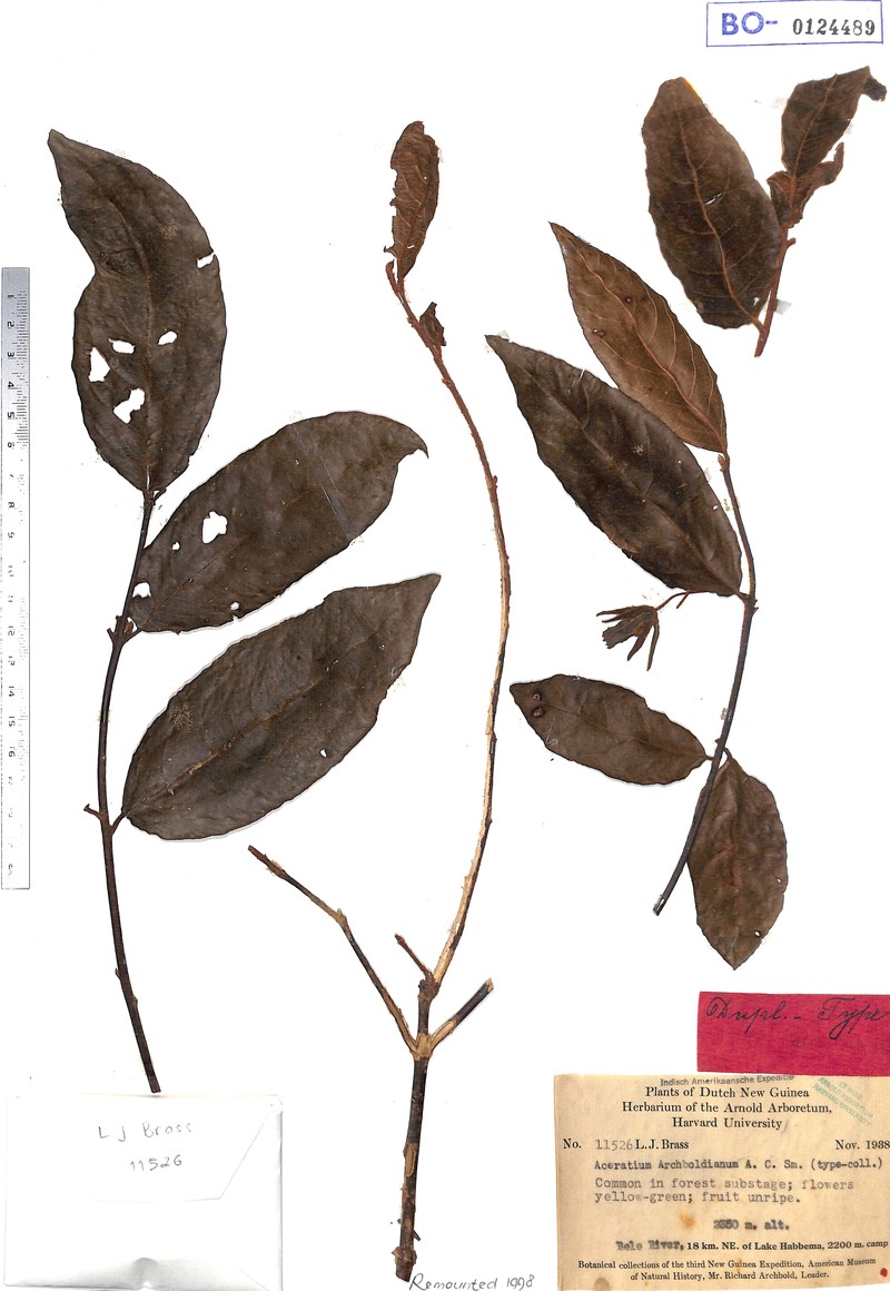 Aceratium archboldianum