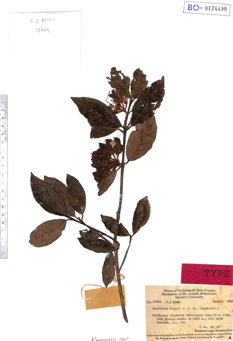 Aceratium brassii