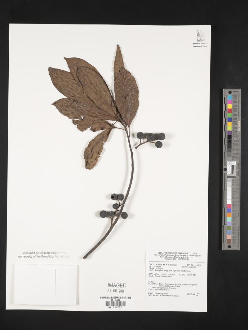 Aceratium calomala