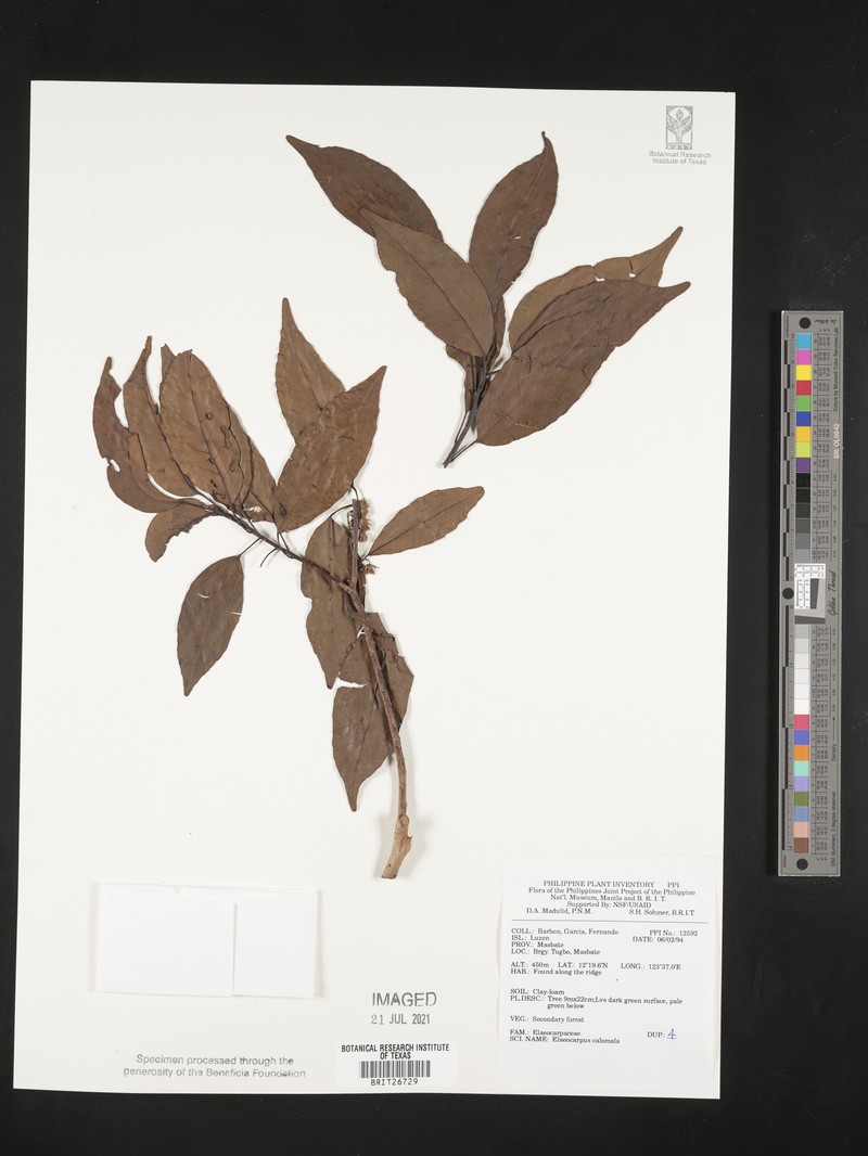 Aceratium calomala photo 2