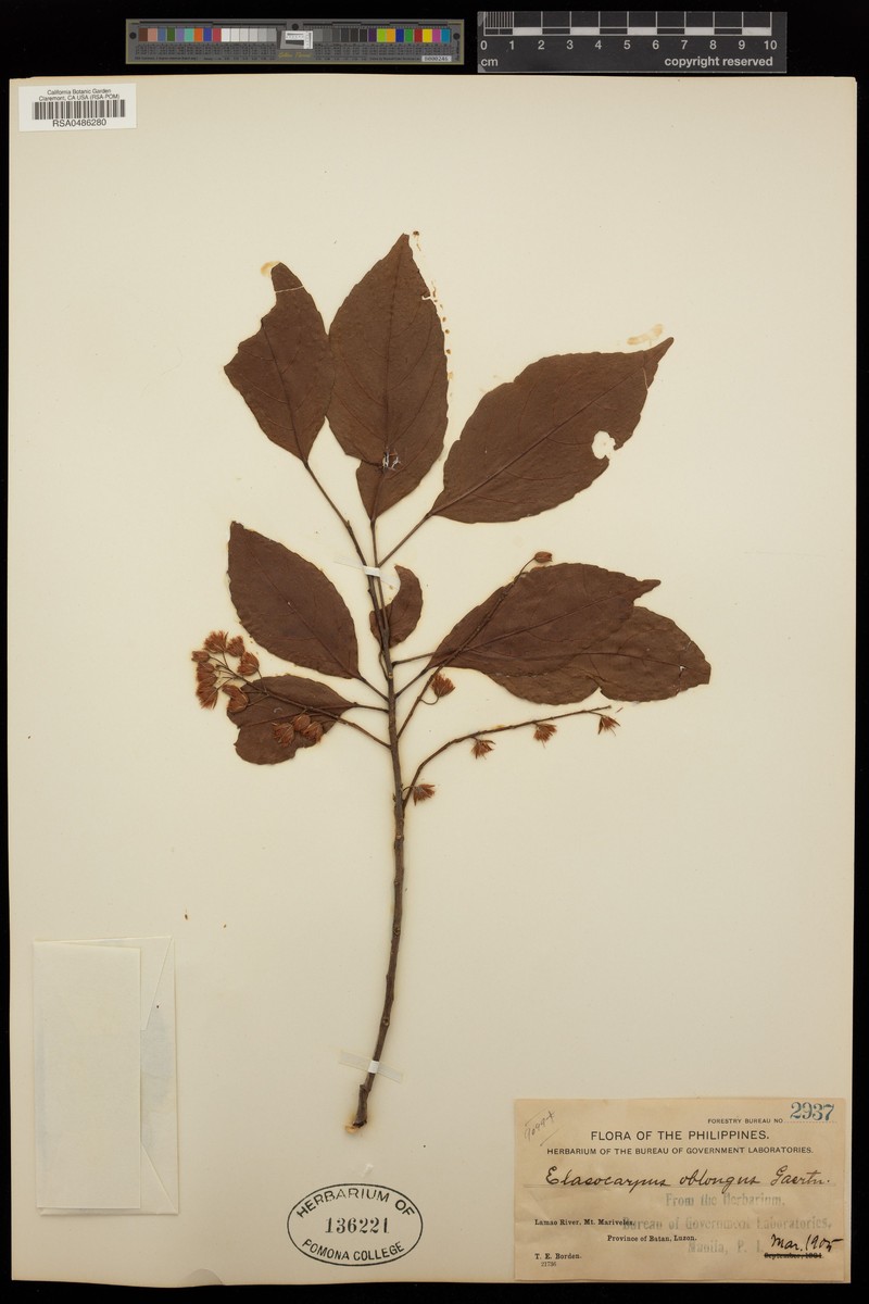 Aceratium calomala photo 3