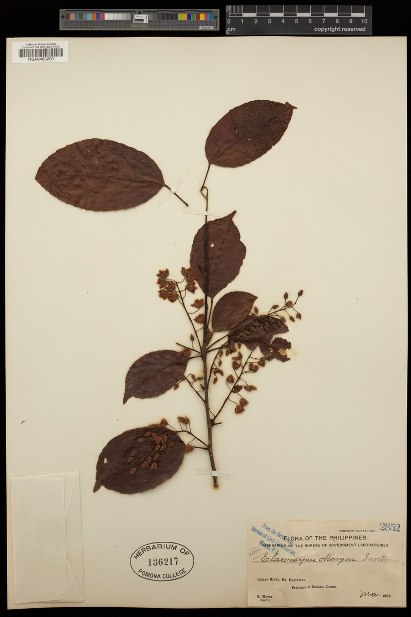 Aceratium calomala photo 4
