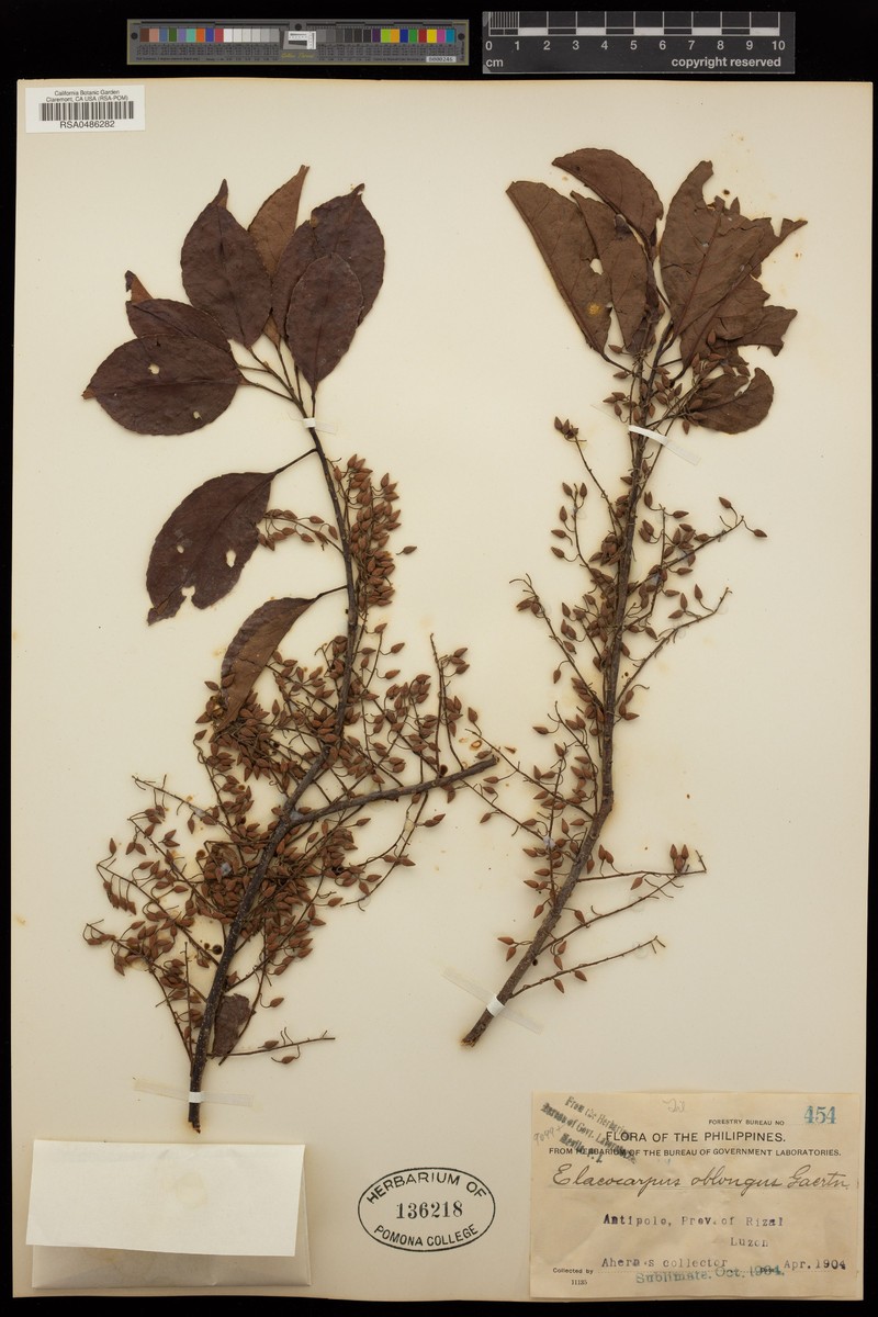 Aceratium calomala photo 5