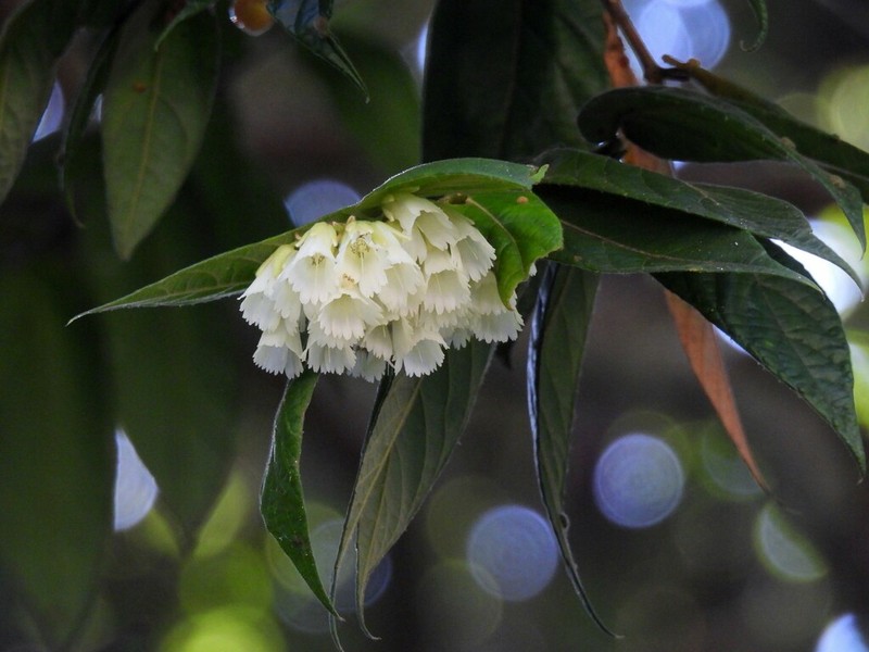 Aceratium concinnum