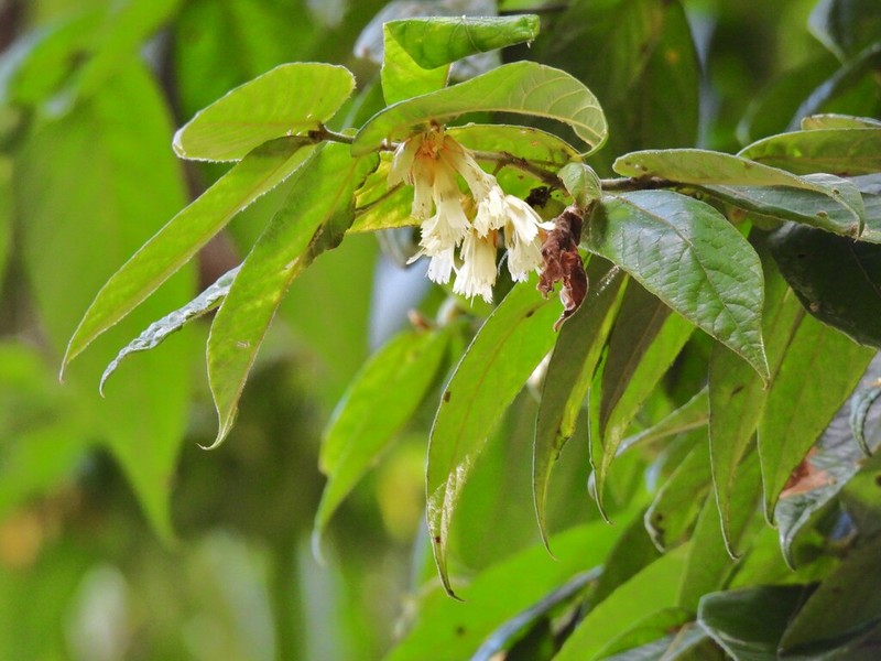 Aceratium concinnum photo 2