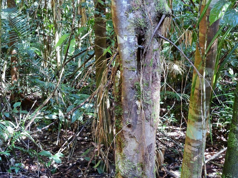 Aceratium concinnum photo 3
