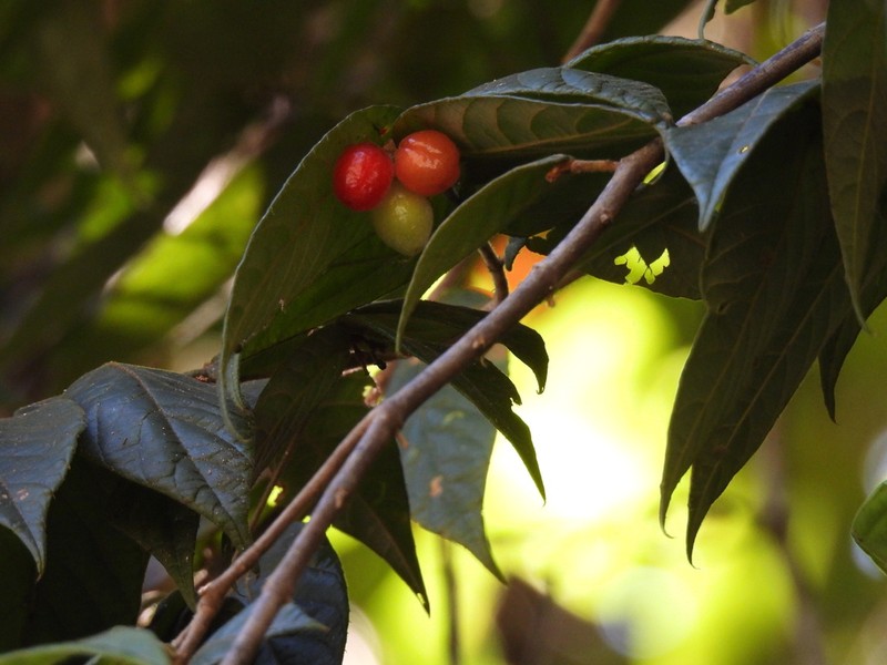 Aceratium concinnum photo 4
