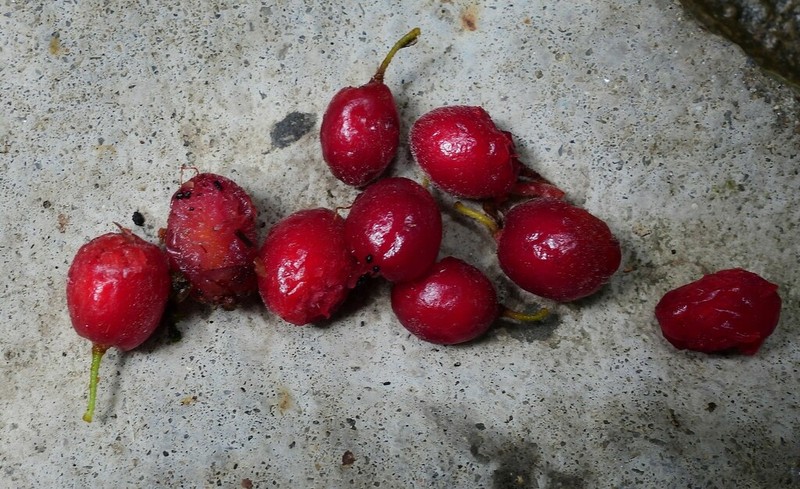 Aceratium concinnum photo 5