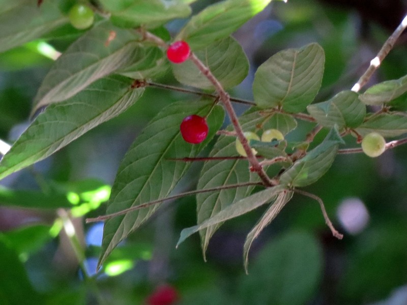 Aceratium concinnum photo 6