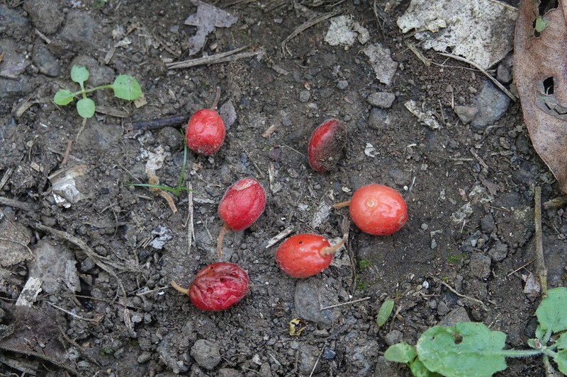 Aceratium concinnum photo 8