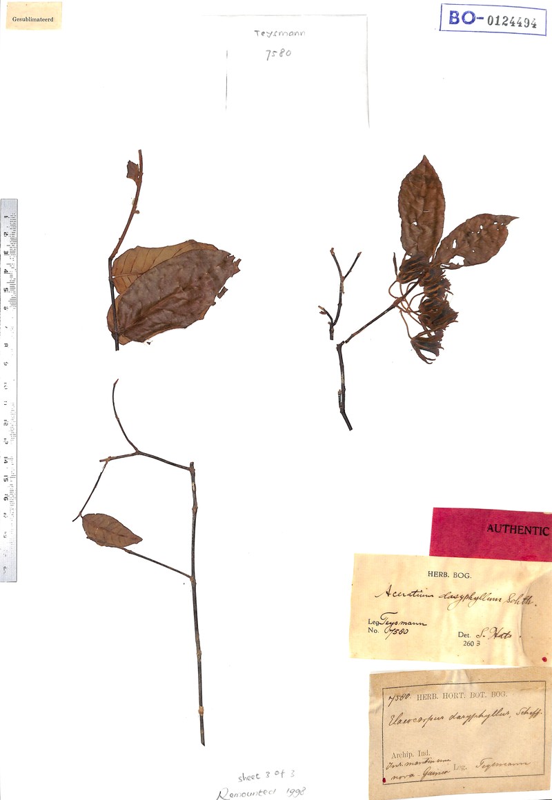 Aceratium dasyphyllum