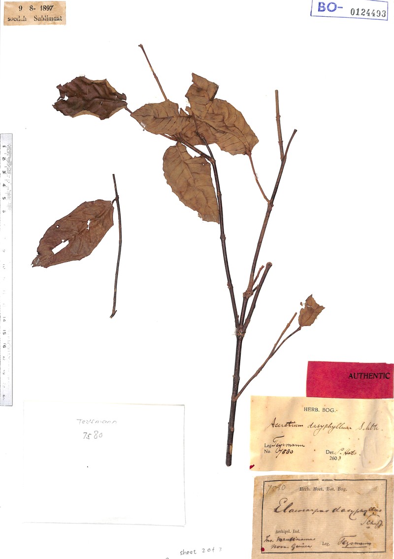 Aceratium dasyphyllum photo 2