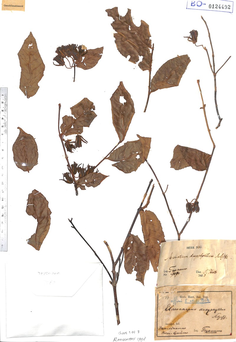 Aceratium dasyphyllum photo 3