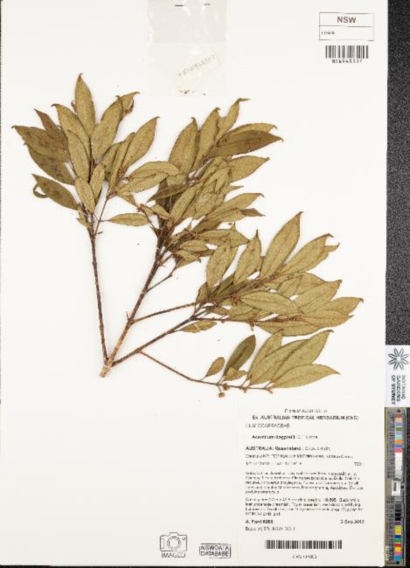 Aceratium doggrellii
