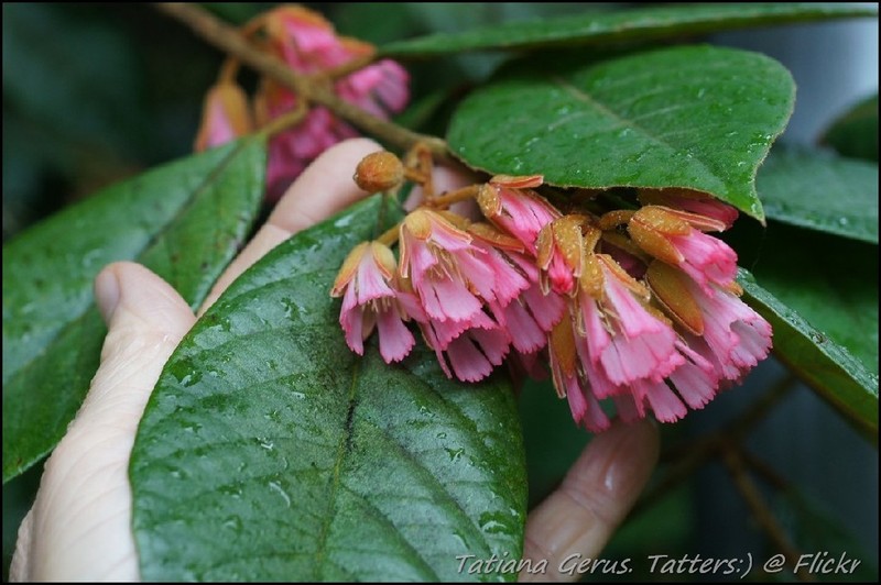 Aceratium ferrugineum