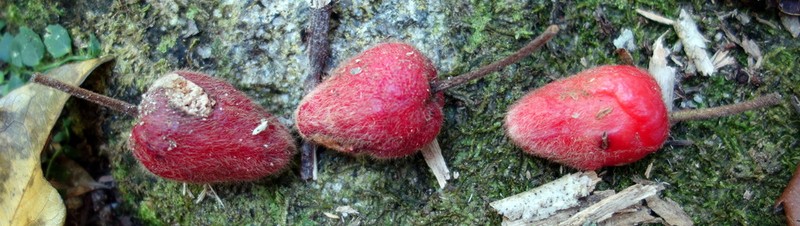 Aceratium ferrugineum photo 2