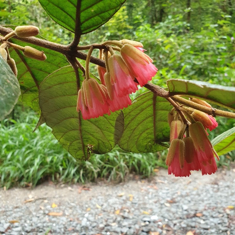 Aceratium ferrugineum photo 3