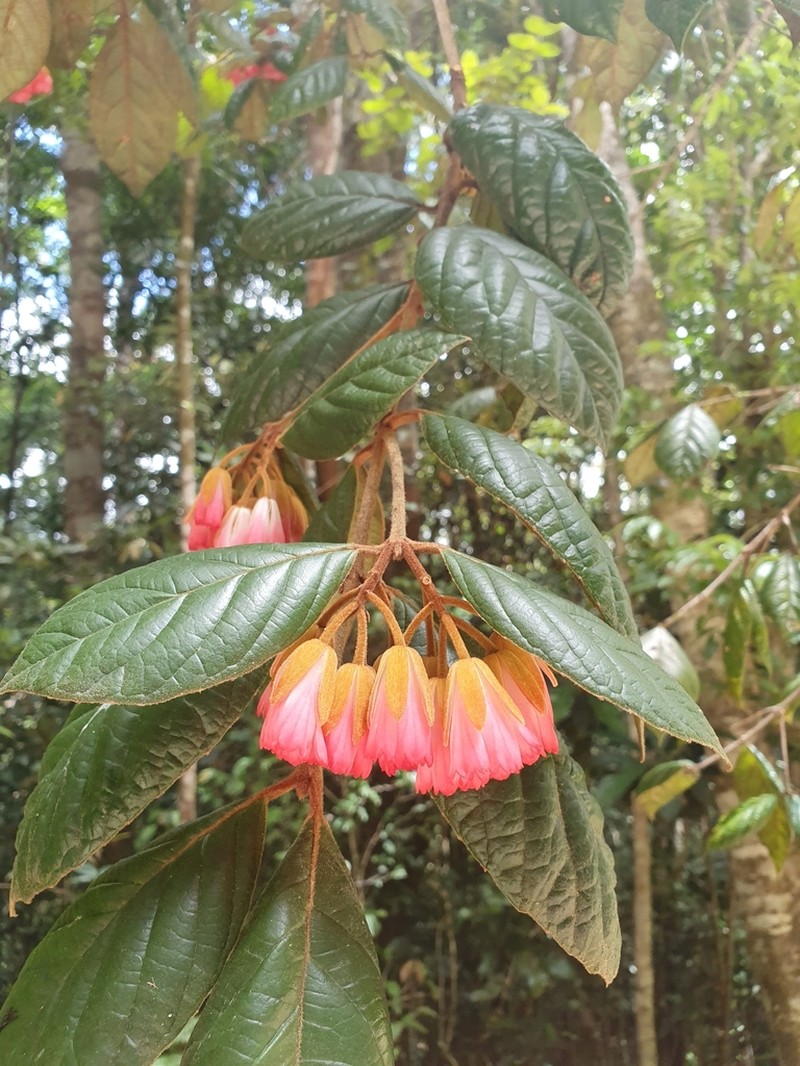 Aceratium ferrugineum photo 4