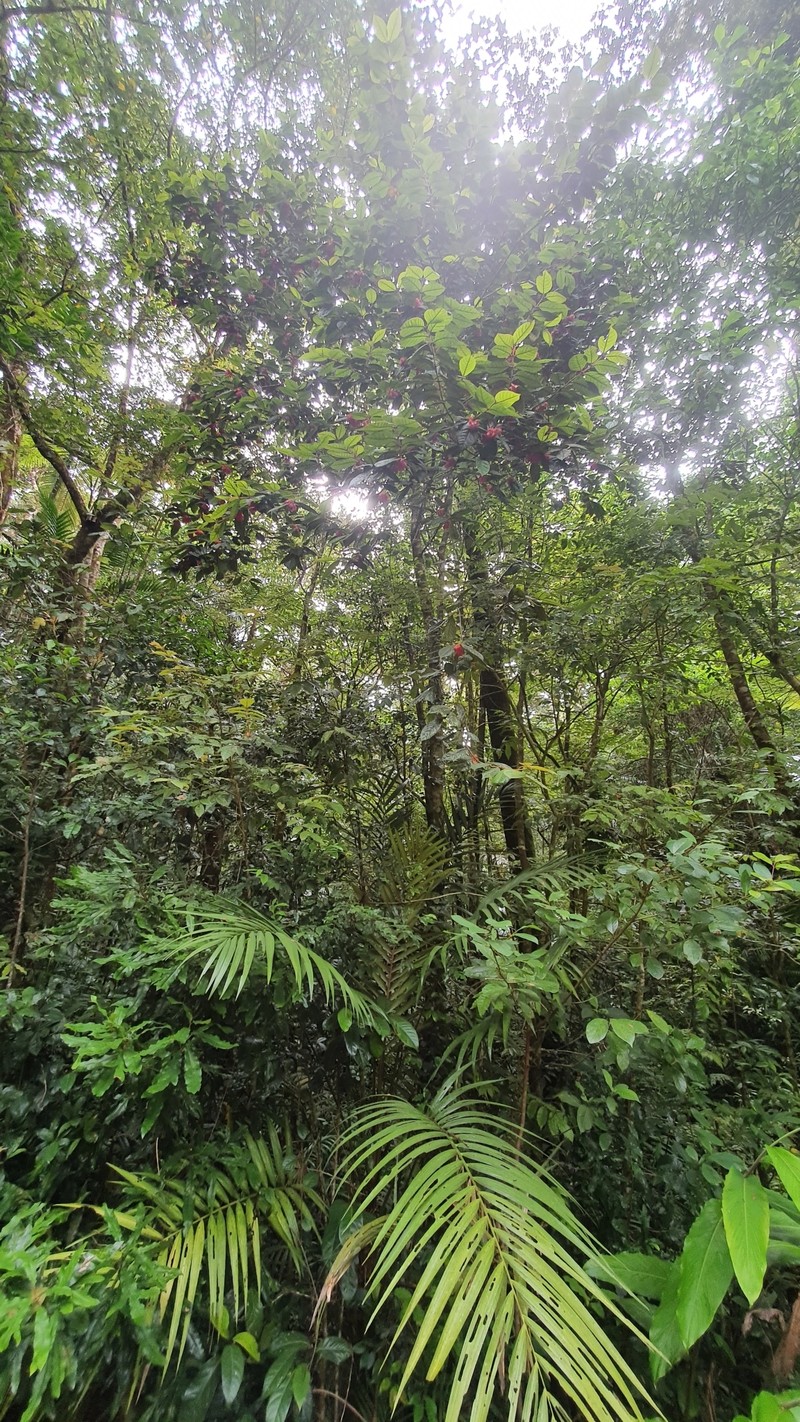 Aceratium ferrugineum photo 6