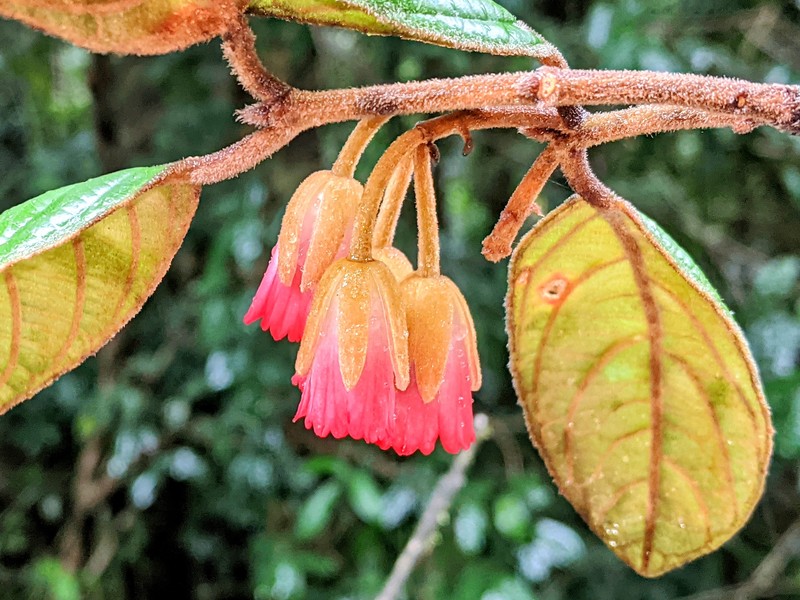 Aceratium ferrugineum photo 7