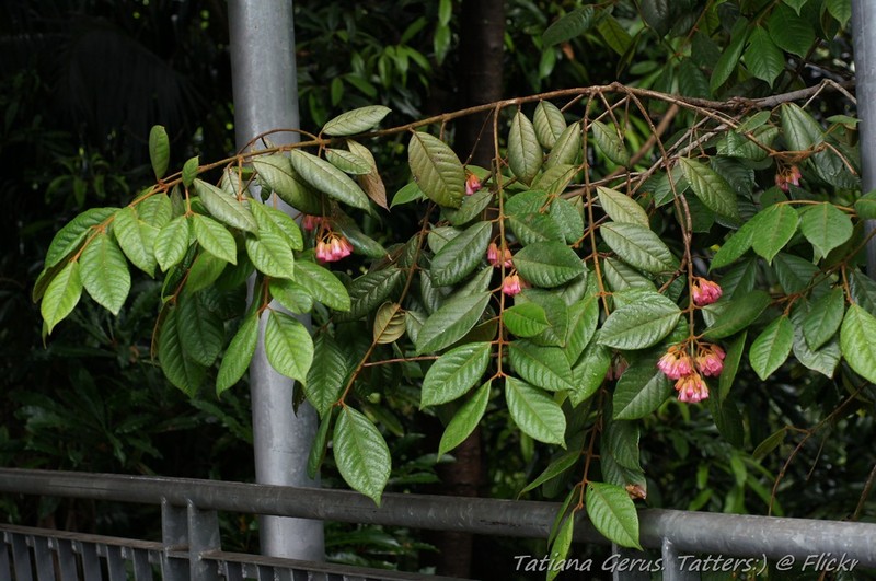 Aceratium ferrugineum photo 8