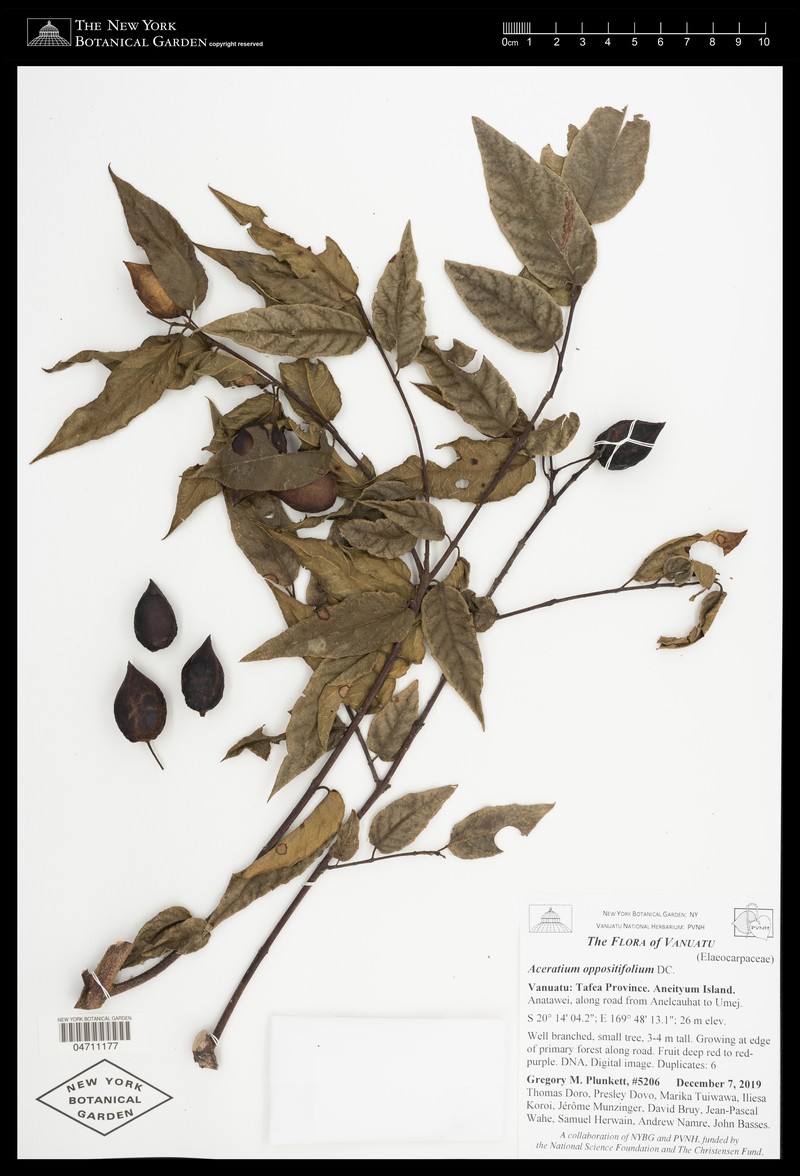 Aceratium hypoleucum photo 3