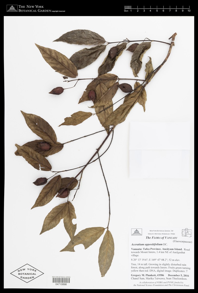 Aceratium hypoleucum photo 5