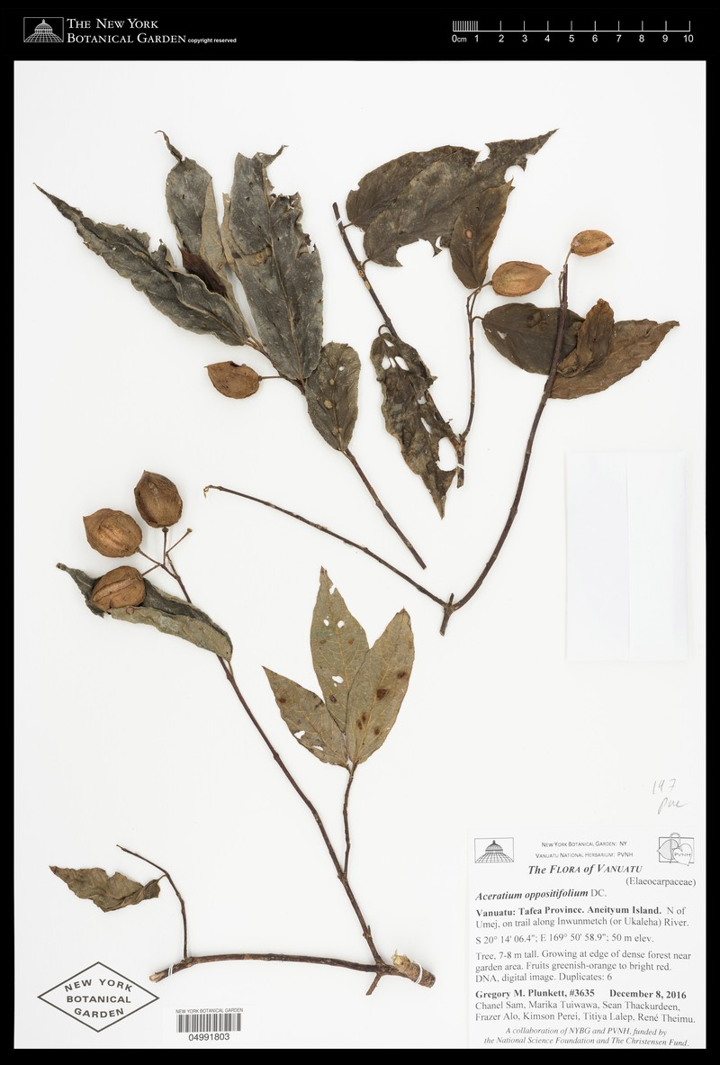 Aceratium hypoleucum photo 6