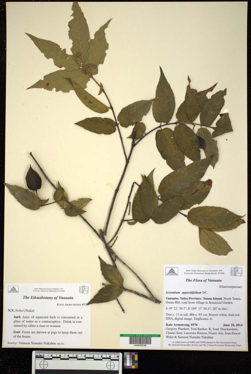 Aceratium hypoleucum photo 8