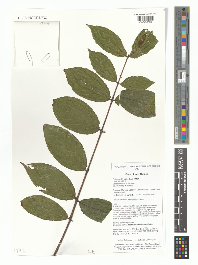 Aceratium ledermannii